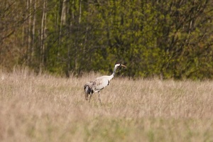 03403 common crane-topaz-sharpen v1