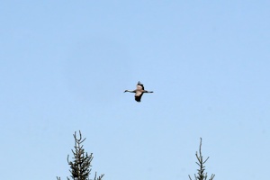 03447 common crane flying v1-topaz-denoise-sharpen