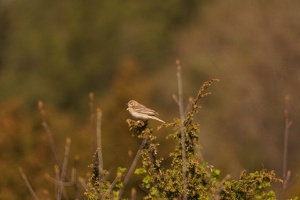 03456 tree pipit v1-topaz-sharpen