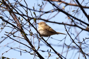 03502 common chiffchaff v1