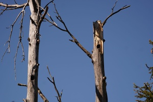 03520 nesting holes