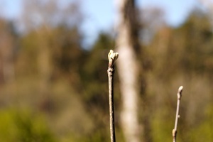 03521 buds v1