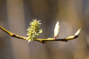 03522 willows bloom v1