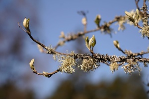 03524 leafbuds and lichen v1
