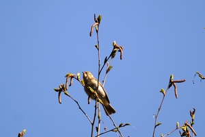 03530 willow warbler v1