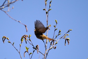 03532 willow warbler takeoff v1