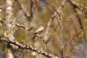 03541 willow warbler v1-topaz-sharpen