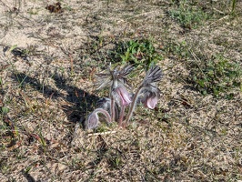 20250503 055803035 fuzzy meadow pasqueflower v1