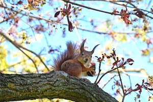 02738 eurasian red squirrel eating v1