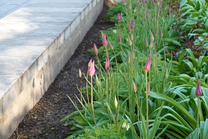 02893 tulips