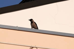 03664 hooded crow v1