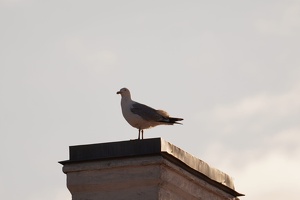 03669 european herring gull v1