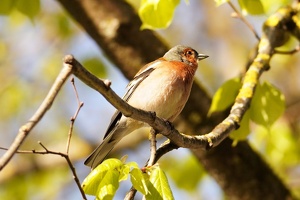 03687 common chaffinch v1