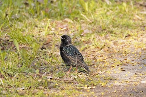 03697 starling v1