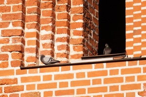 03698 pigeon v1