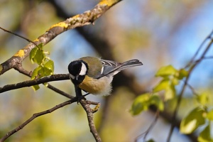 03699 great tit v1-topaz-sharpen