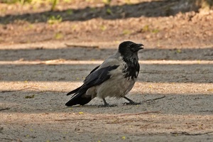 03733 hooded crow v1