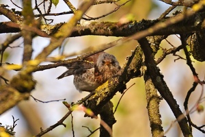 03745 fieldfare looking through v1-topaz-sharpen