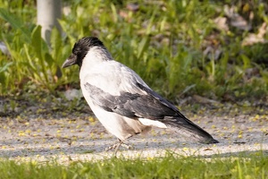 03759 hooded crow v1