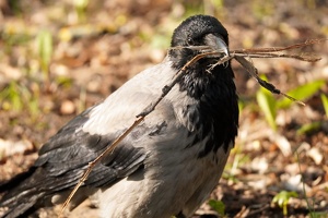 03776 hooded crow with branch v1