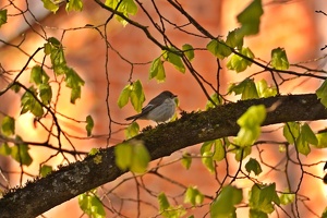 03791 european pied flycatcher v1