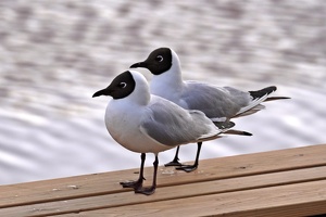 03793 black headed gulls v1