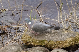 02901 common wood pigeon v1