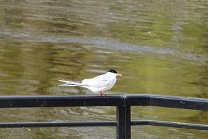 02924 tern v1