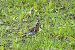 02944 fieldfare v1