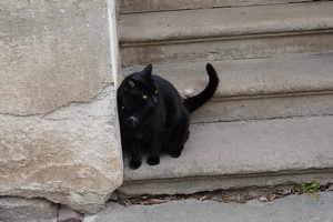 02964 cat v1