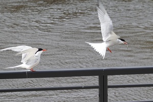 02970 two terns v1