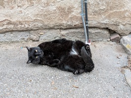20250507 082612526 cat rolling in dirt v1