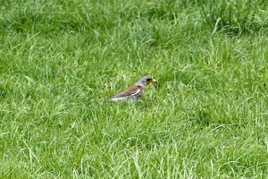 02978 fieldfare got worm v1