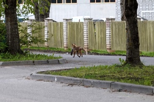 Tartu: birds in Peetri cemetary, and churches, May 8