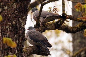 03851 two common wood pigeons v1