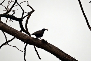 03859 starling got something v1