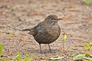 03898 common blackbird v1