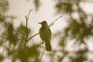 03899 hooded crow v1