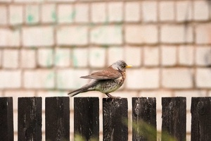 03923 fieldfare v1