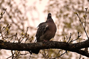 03935 common wood pigeon v1
