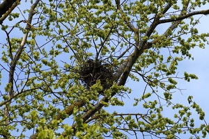 03017 nest v1