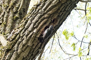 03033 starling back v1
