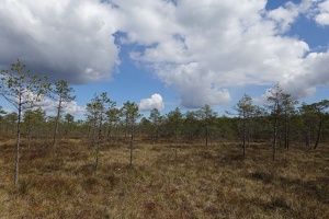 03047 trees in bog