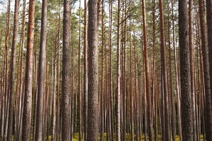 04011 forest v1