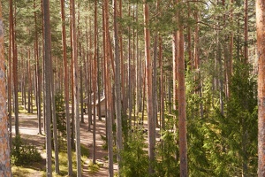 04028 forest and hut