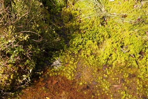04034 bog