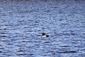 04055 common goldeneye v1-topaz-sharpen