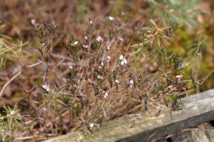 04077 wild rosemary v1