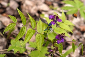 04093 spring vetch v1