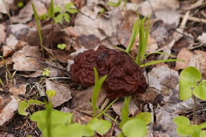 04098 false morel v1